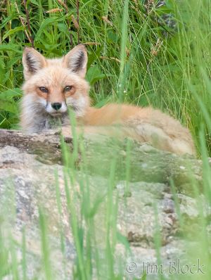 09  DJ403--Fox-in-the-Grass.jpg